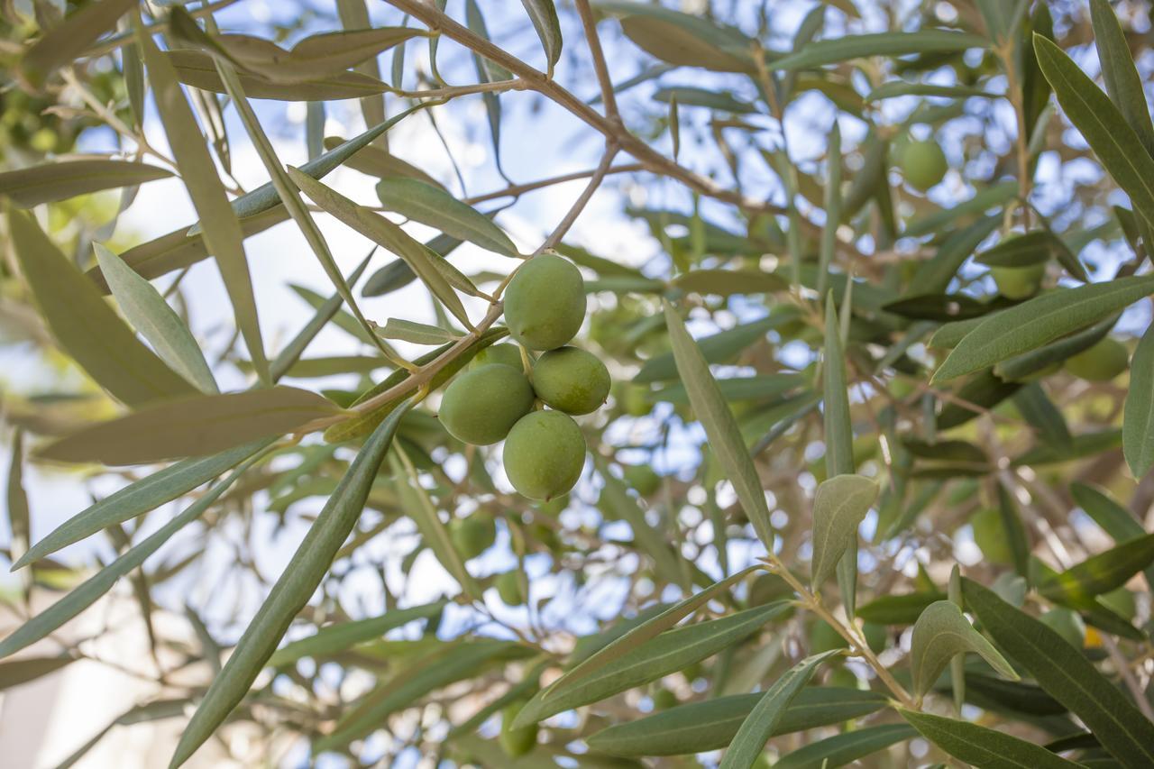 הוילה סון סרה דה מרינה Ombra De Pins מראה חיצוני תמונה